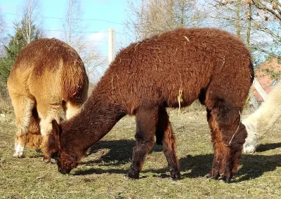 Brązowa alpaka je trawę