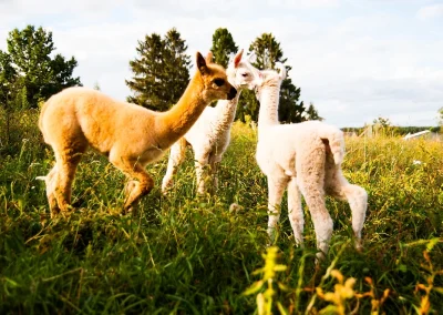 Trzy małe alpaki w trawie