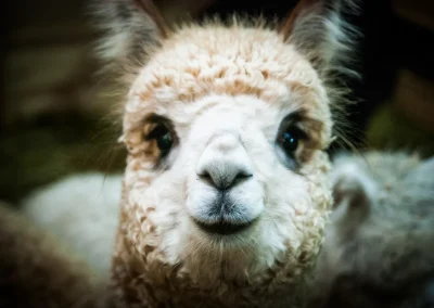 Zbliżenie na głowę młodej, białej alpaki