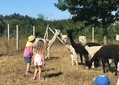 Dwoje dzieci na suchym, trawiastym polu obserwujących stado alpak
