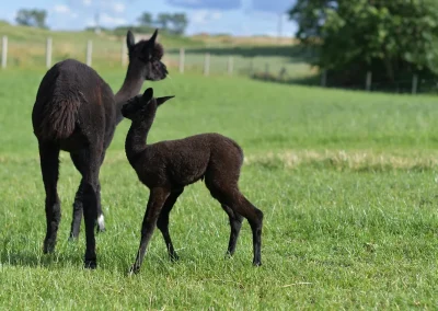 Dwie czarne alpaki na zielonym, trawiastym polu