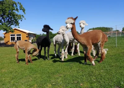 Grupa alpak w różnych kolorach na trawie