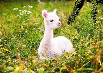 Mała, biała alpaka leżąca w trawie