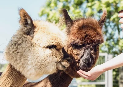 Dwie brązowe alpaki karmione z ręki