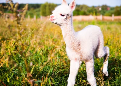 Biała alpaka na zielonej trawie