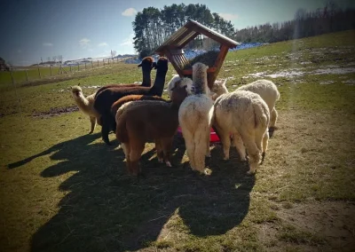 Grupa alpak zgromadzonych wokół drewnianego karmnika