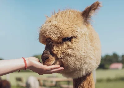 Jasnobrązowa alpaka jedząca z otwartej dłoni
