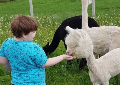 Chłopiec w niebieskiej koszulce karmi białą alpakę