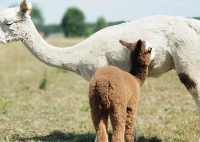 Biała alpaka karmiąca brązowe młode