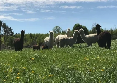 Stado alpak w różnych kolorach