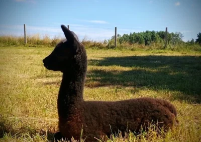 Ciemna alpaka leżąca na trawiastym polu