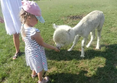 Dziewczynka karmiąca białą alpakę