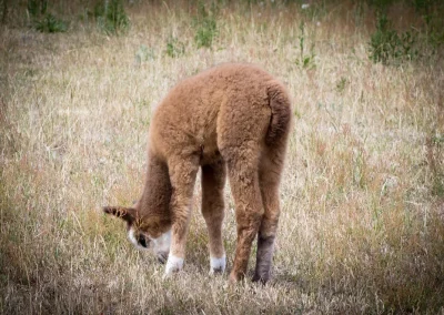 Młoda, brązowa alpaka na suchym, trawiastym polu