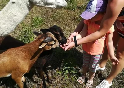Kobieta z dzieckiem karmi alpakę i kozy