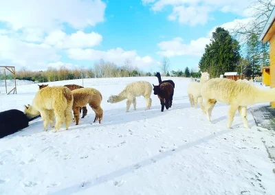 Stado alpak w różnych odcieniach na zaśnieżonym polu
