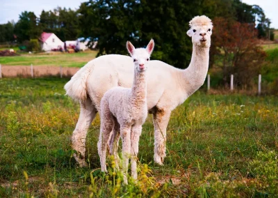 Dwie białe alpaki na zielonym polu