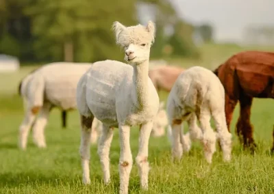 Biała alpaka stojącą na trawiastym polu