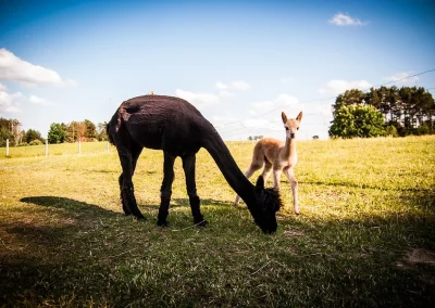Czarna alpaka jedząca trawę w towarzystwie młodej