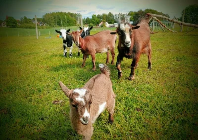Grupa kóz stojąca na zielonym, trawiastym polu