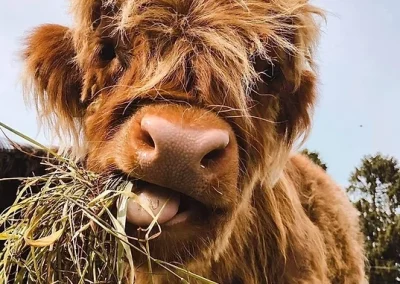 Kudłata, ruda krowa je trawę