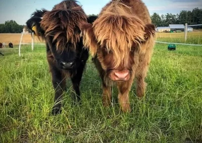 Dwa młode, kudłate bydlęta