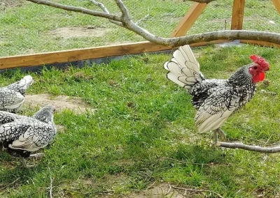 Kogut i kury rasy Sebright o biało-czarnym upierzeniu i czerwonym grzebieniu