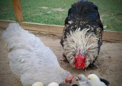 Biała kura i czarno-biały kogut karmiące gromadkę piskląt