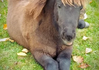 Ciemnobrązowy, kudłaty koń