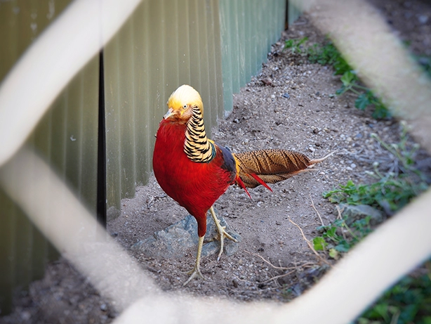 Bażant złoty w wolierze Alpaki Bojano