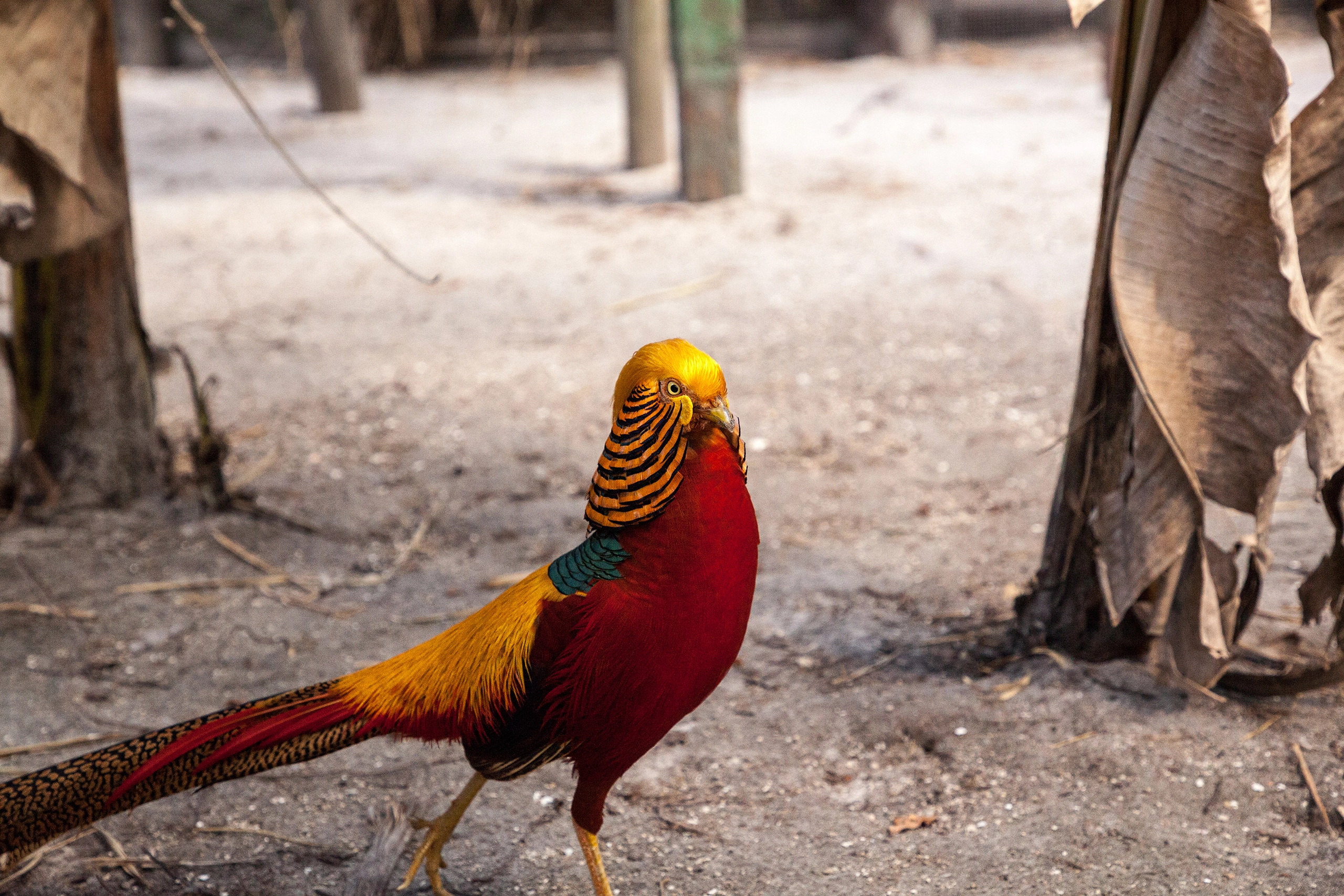 Bażant złoty stojący w zagrodzie Alpaki Bojano