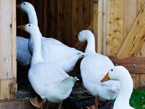 Gęsi domowe zwiedzają drewnianą zagrodę