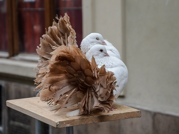 Gołębie pawiki biało-brązowe siedzą na desce drewnianej