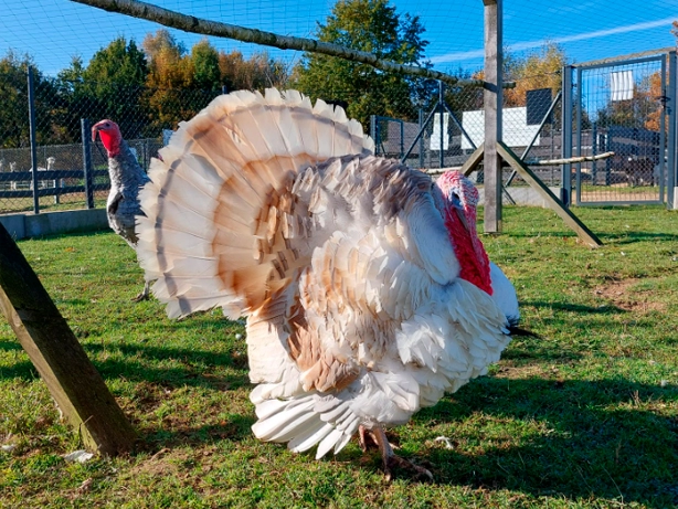 Indyki w zagrodzie Alpaki Bojano