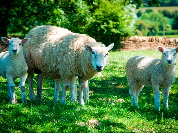 Indyki w zagrodzie Alpaki Bojano