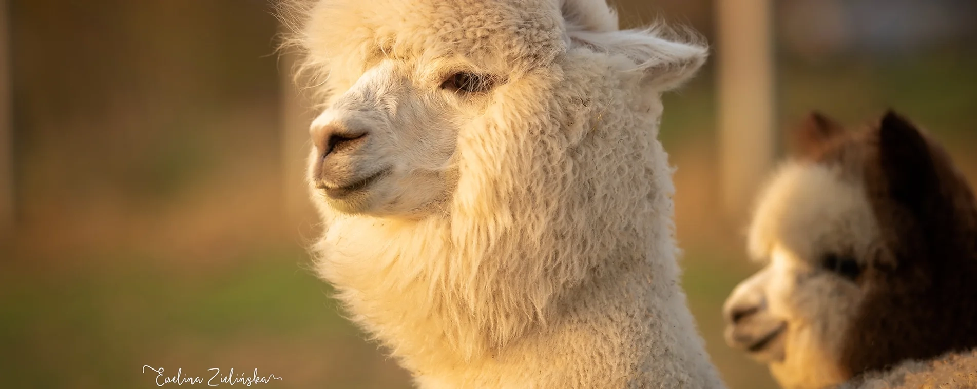 Zbliżenie na puszystą, białą alpakę